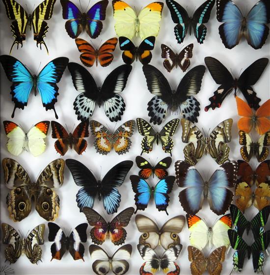 Entomological Interest: Four oak framed and mounted displays of butterfly specimens, collected 1980s onwards, largest frame 51 x 61cm.